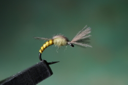 6 Olive Tuft Emerger