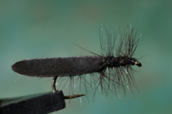 BLACK SEDGE