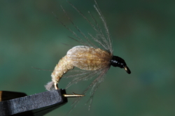 CADDIS DEEP PUPA