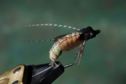 CADDIS EMERGER