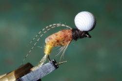 CADDIS STILLBORN