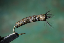 CASED CADDIS 1