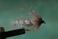 GREY SEDGE