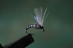 02 CAENIS EMERGER 01