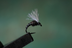 03 CAENIS EMERGER 02