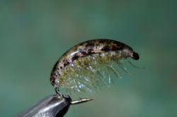 GAMMARUS 1