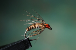 02 BWO SPIDER