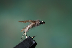 04 BWO EMERGER 01