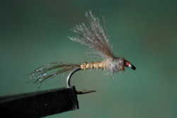 05 BWO EMERGER 02