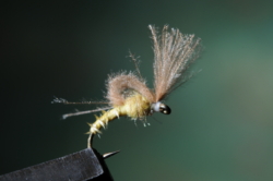 06 BWO TUFT LOOPWING EMERGER