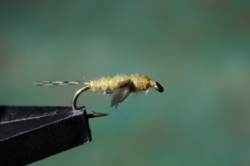 07 BWO SHORTWING EMERGER