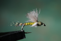 08 BWO TRANSITION DUN