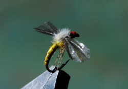 09 BWO CRIPPLE 01