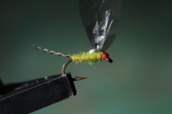 10 BWO CRIPPLE 02