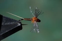 14 BWO SPENT MALE